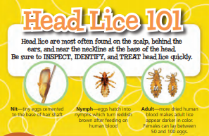 Relax, it's just lice! - Health Nurse - Mabel-Canton Schools