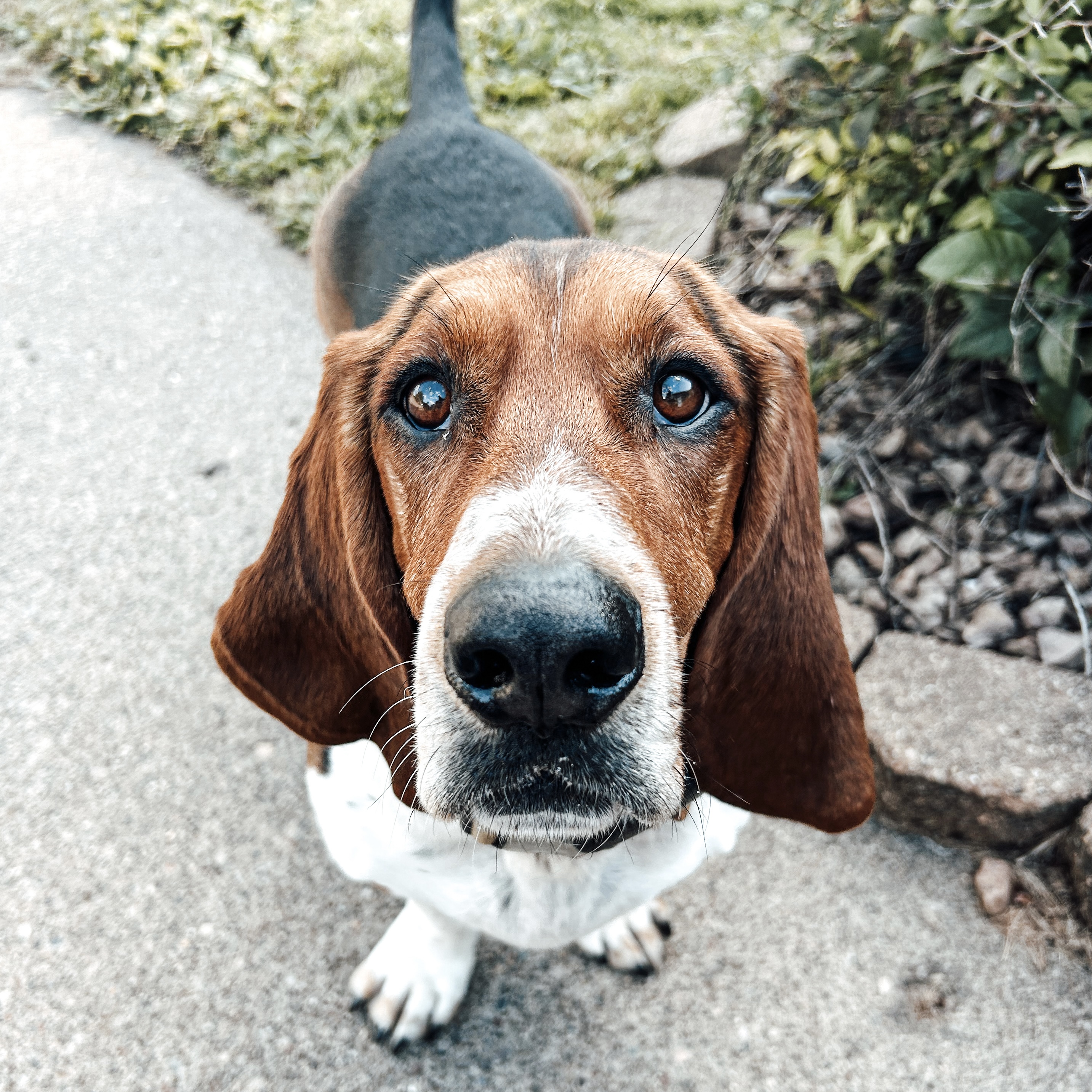 Bogey